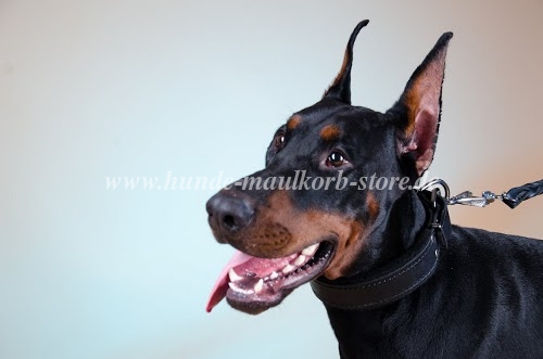 Gepolstertes Leder Halsband für Dobermann
Training bestellen