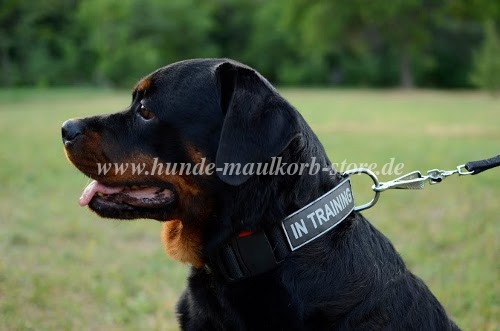 Rottweiler dog collar Nylon with patch for
Training