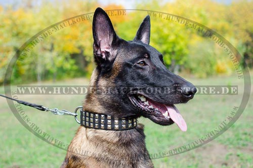 ForDogTrainers Hundehalsband Leder mit Dekor