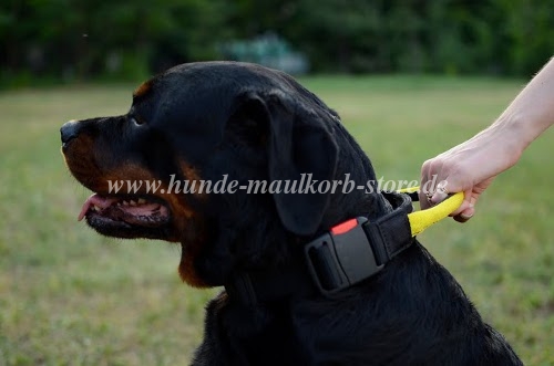 Rottweiler dog collar nylon for training