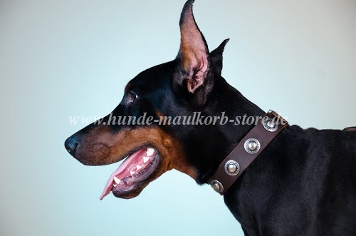 Leder Halsband für Dobermann Spaziergang
bestellen