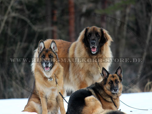 Hundeleine für großen Hund kaufen