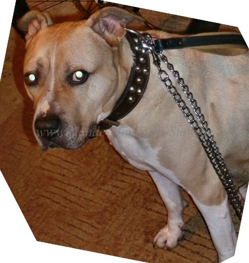 Amstaff Exclusive Chain Dog Leash