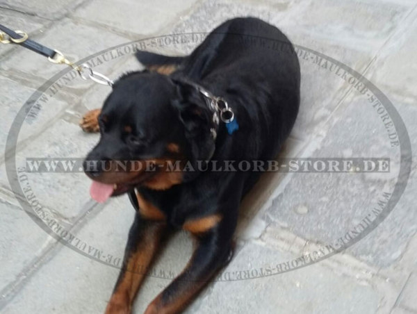 Hund Leine für Rottweiler kaufen