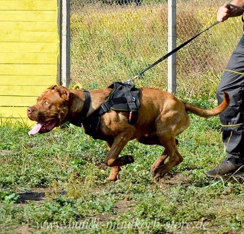 Brustgeschirr für IGP Training aus Nylon 