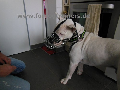 Maulkorb für Bullterrier auf Floyd