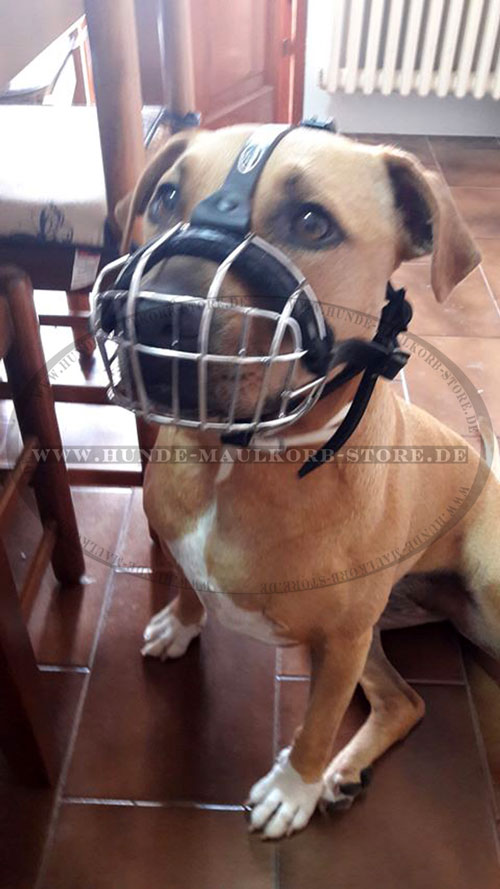 Pitbull Terrier Drahtmaulkorb kaufen