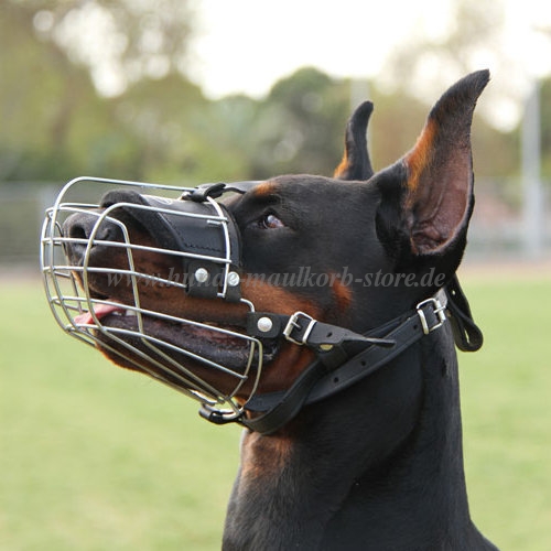 Dobermann Drahtmaulkorb Hund Alltäglich