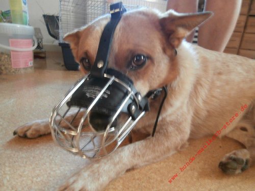 Hund Maulkorb K9