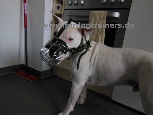 Bester universeller Maulkorb für Bullterrier