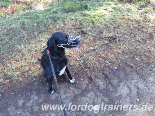 Draht Maulkorb aus Stahl fuer Labrador Mix kaufen