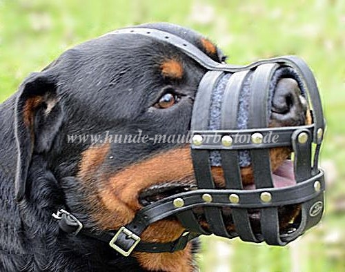 Rottweiler Maulkorb Leder mit Polster