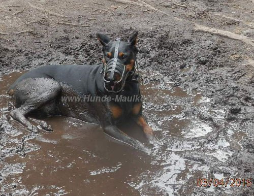 Leichter Maulkorb für Dobermann