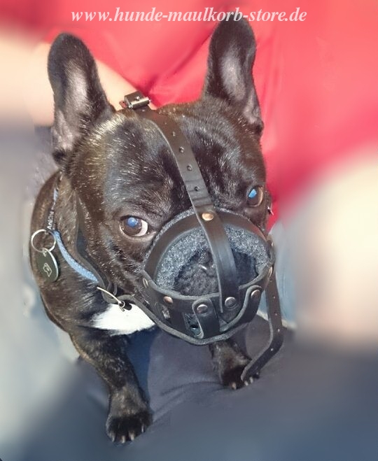 Ledermaulkorb Franzoesische Bulldogge und kleine Hunde