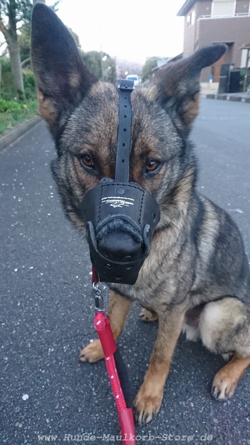 padded dog muzzle