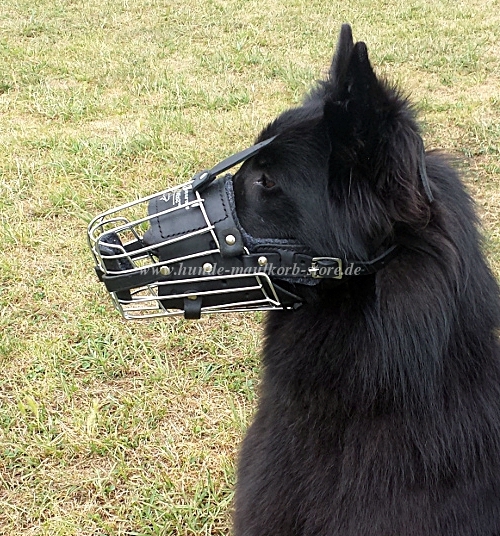 Malinois Muzzle