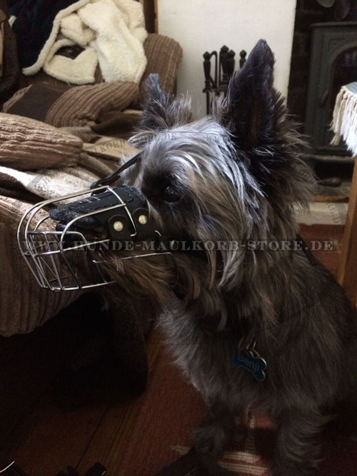 Metall Maulkorb für Cairn Terrier kaufen