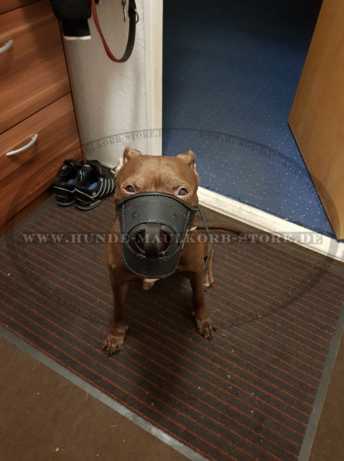 Maulkorb für Pitbull kaufen