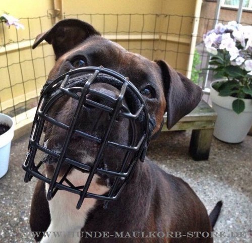 Pitbull
Terrier wire dog muzzle buy