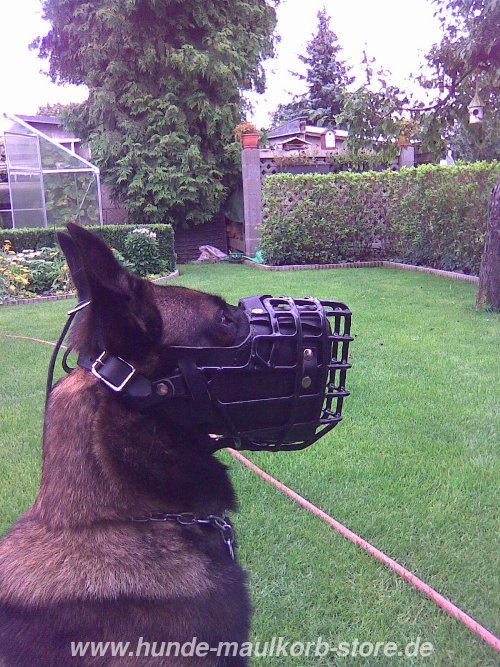 Schaeferhund Hund mit Maulkorb