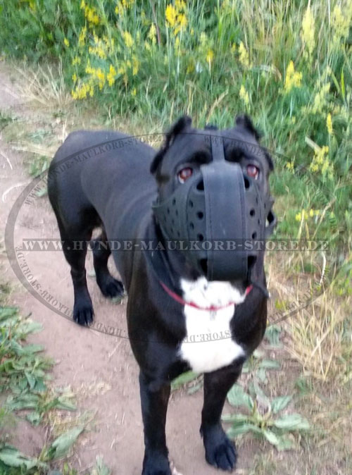 Cane Corso Beisskorb für Schutzhund kaufen