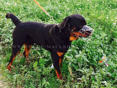 Rottweiler Drahtmaulkorb Deutschland