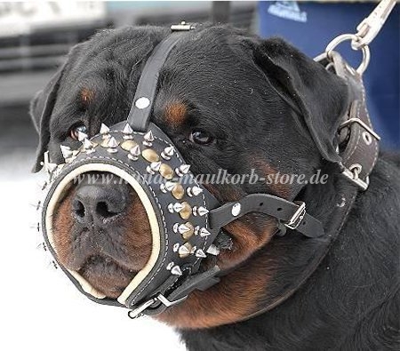 Rottweiler gepolsterter
Maulkorb mit Spikes und Nieten