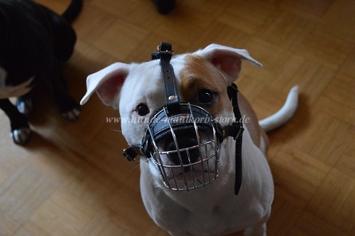 Metallischer Drahtmaulkorb Hund mit Polsterung