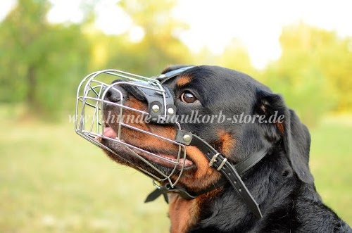 Rottweiler Beißkorb Draht für tägliche Spaziergänge