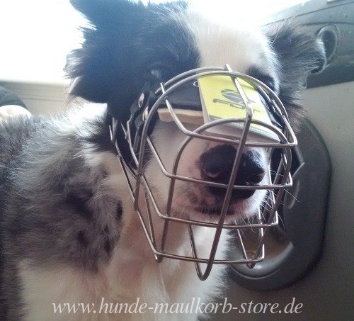 Border Collie Mischling Maulkorb K9