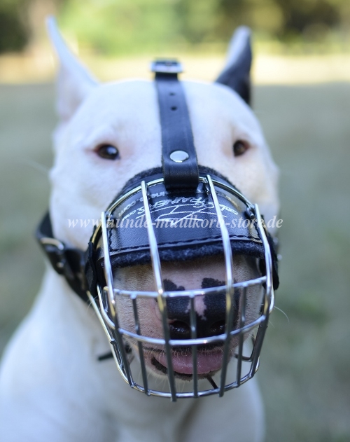 Bullterrier Drahtmaulkorb Hund Alltäglich