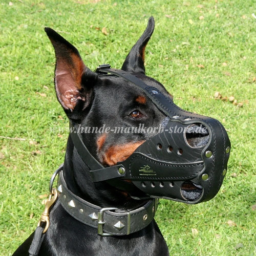 Dobermann Ledermaulkorb Hund Hetzarbeit