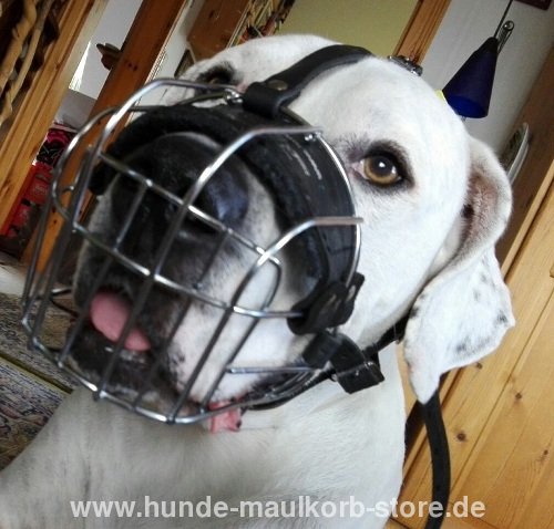 Basket Muzzle for Dogo Argentino