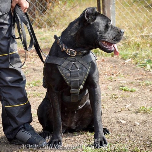 Hundegeschirr aus Nylon fuer Bandog