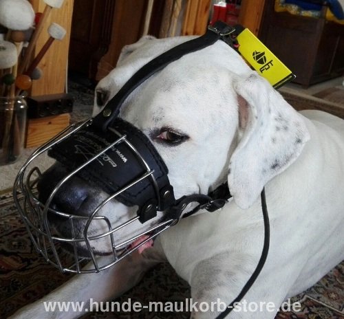 Basket Muzzle for Argentinian Mastiff