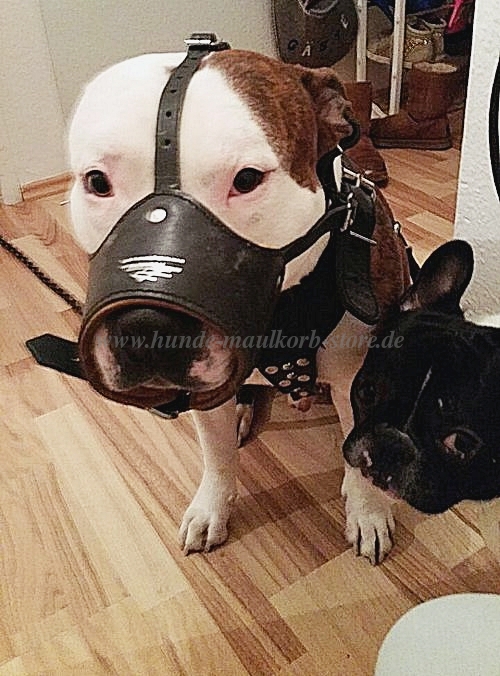 amstaff maulkorb leder