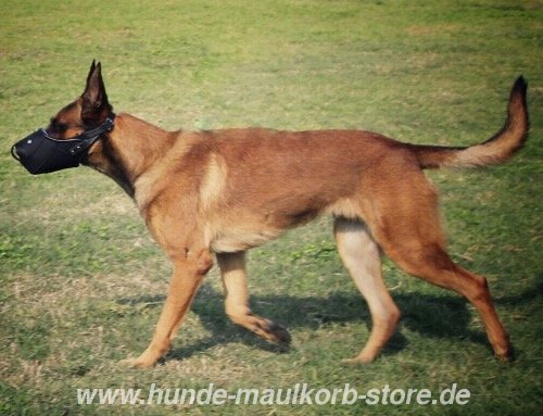 Malinois Beißkorb für Triebarbeit