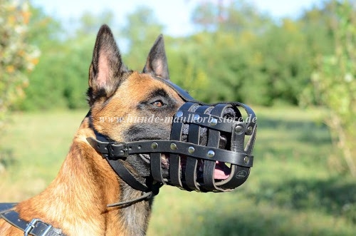 Malinois Maulkorb aus Lederriemen