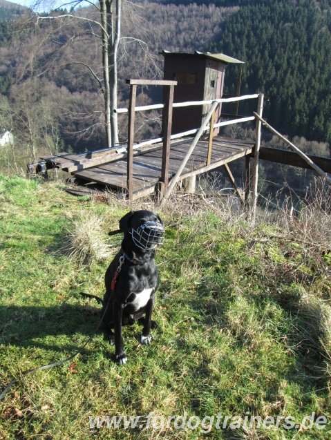 Draht Maulkorb aus Stahl fuer LAbrador Mix, Dalmatiner Mix kaufen