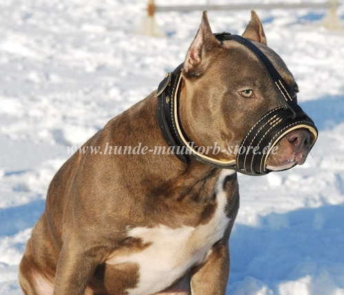 Pitbull Hund Maulkorb ist
gepolstert