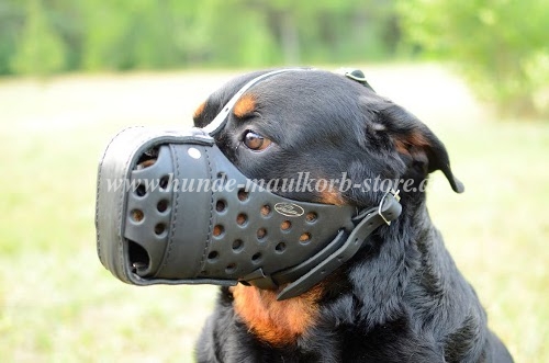 Rottweiler Maulkorb Hundetraining