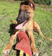 Training Dummy für Malinois aus French Linen mit 2 Griffen