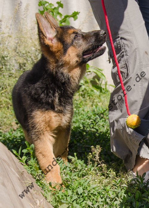 Spielzeug Hund kaufen