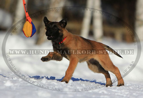  Zerrspielzeug für Malinois Welpen kaufen