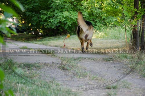 Hundeball fuer Training