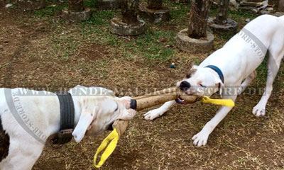 Amerikanische Bulldogge Beisswurst kaufen