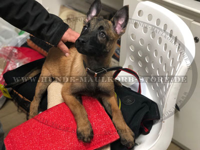 Hetzkissen für Malinois Welpen kaufen