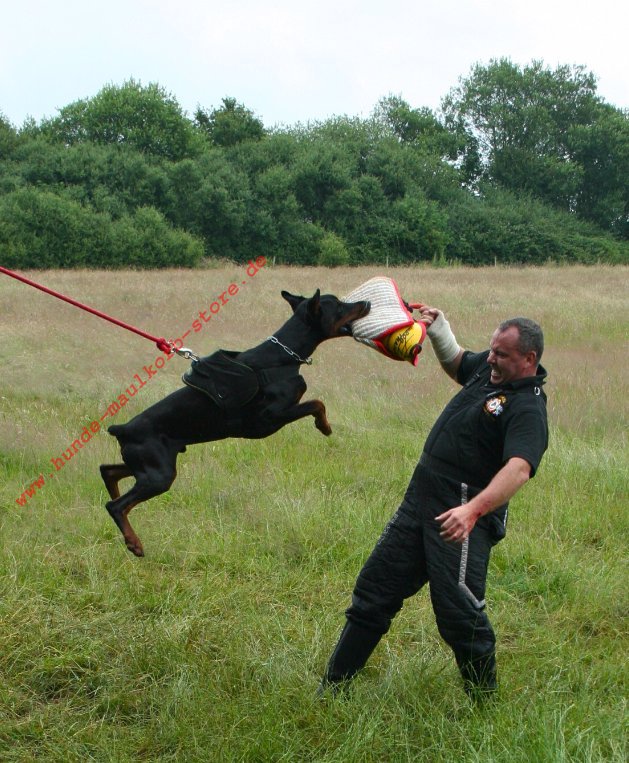 Mccann Dog Training Videos Mccann Dog Training Videos