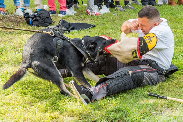 Hetzarm für Schutzhund kaufen