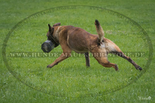 Holzhantel für Schutzhund kaufen